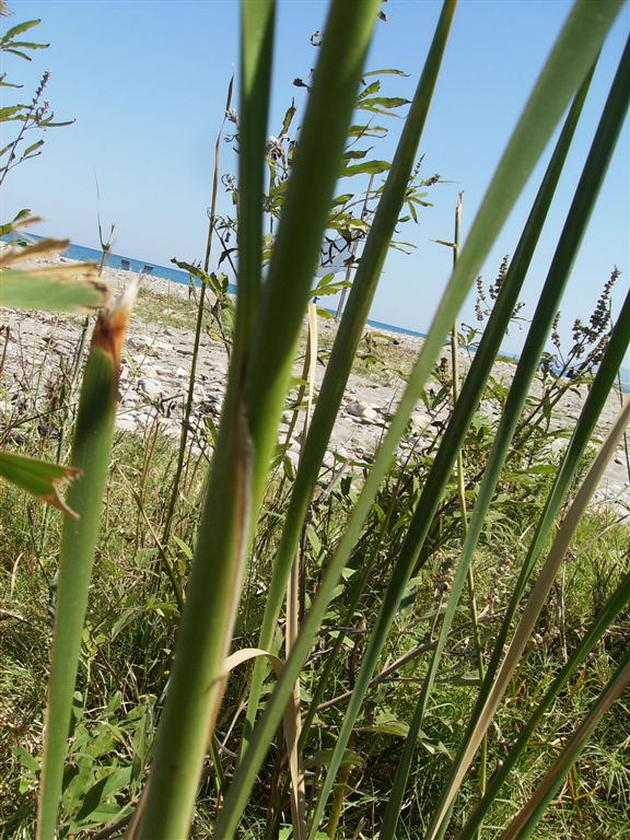 Typha angustifolia